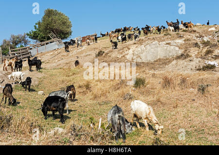 Capre pascolano sulla collina. Paesaggio mediterraneo. Foto Stock