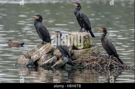 Adulto di cormorani in piedi su una roccia esposta nel mezzo di un lago. Foto Stock