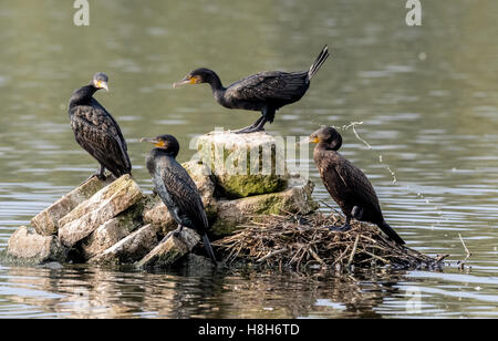 Adulto di cormorani in piedi su una roccia esposta nel mezzo di un lago. Foto Stock