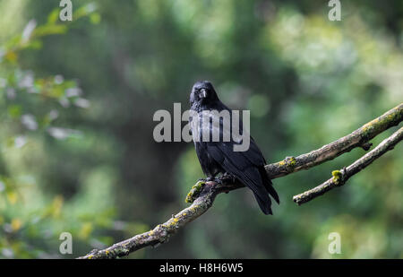 Grande black bird il Carrion Crow appollaiato su un ramo di albero. Foto Stock