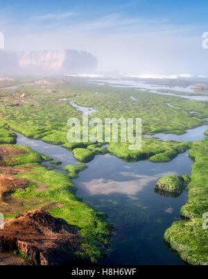 Mare e di erba tidepools a meno di marea. Devils Conca Stato Area Naturale, Oregon Foto Stock