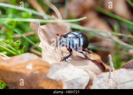 La molla Beetle strisciando su foglie secche in foresta , Trypocopris vernalis Foto Stock