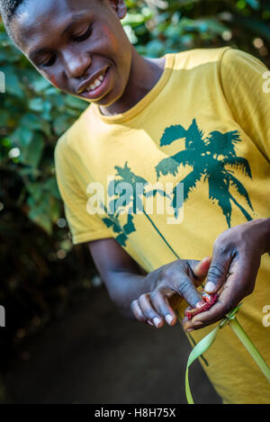 Un ragazzo tiene in mano un frutto di Achiote, o rossetto albero, ad una fattoria di spezie sull isola di Zanzibar, Tanzania. Il frutto è utilizzato per la realizzazione di corpo rosso vernice e il rossetto. Foto Stock