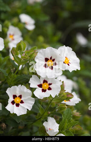 Cistus ladanifer. Gomma cisto fiori. Foto Stock