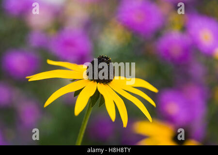 Rudbeckia fiori crescono in un confine erbacee. Foto Stock