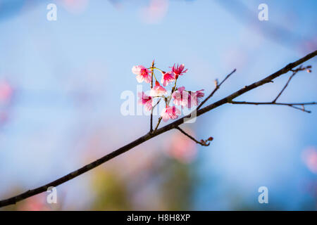 Wild himalayana fiore di ciliegio (Prunus cerasoides),tigre gigantesca fiore in Chiang Mai, Thailandia. Foto Stock