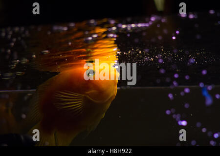 Giallo acquario cichlid pesce nuotare Foto Stock