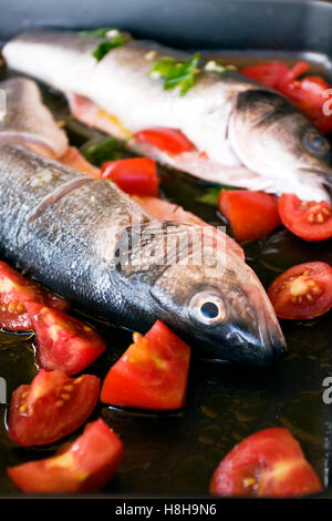 Mare cotta-spigola (Dicentrarchus labrax) Foto Stock