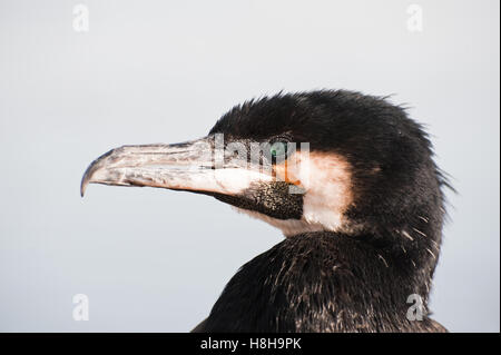 Cormorano (Phalacrocorax carbo), ritratto Foto Stock