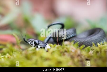 Erba giovane snake, anche inanellato o acqua snake (Natrix natrix) di MOSS, spostando la linguetta, Hesse, Germania Foto Stock