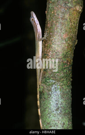 Snello Anole (Norops limifrons), Nicaragua Foto Stock