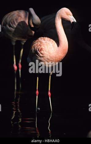 Flamingo cileni (Phoenicopterus chilensis) Foto Stock