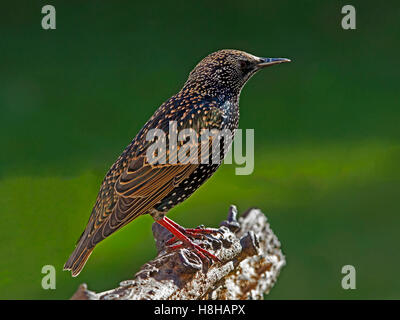 Starling comune appollaiato sul ramo Foto Stock