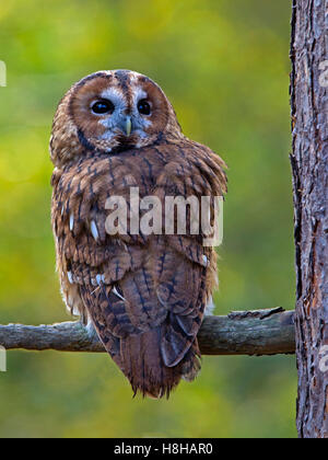 Allocco arroccato nella struttura ad albero Foto Stock