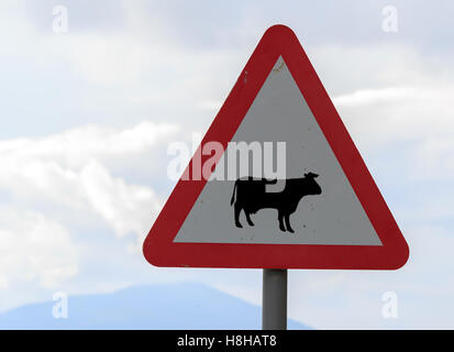 Triangolare di colore rosso e bianco cartello stradale consigliando attenzione di bestiame su strada Foto Stock