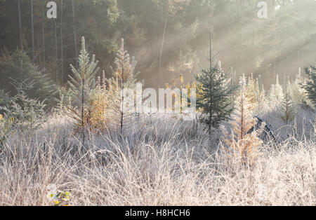 Raggi di sole oltre il pupazzo di neve prato nella foresta di autunno Foto Stock