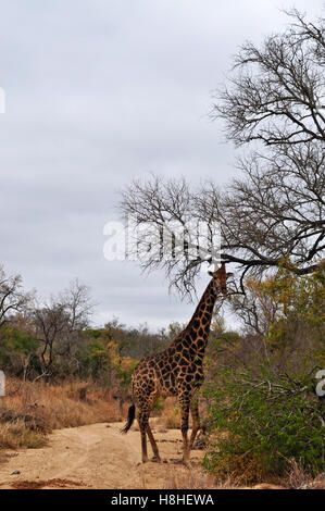 Safari in Sud Africa, savana: una giraffa nel Parco Nazionale di Kruger, la più grande riserva di caccia in Africa stabilito nel 1898 Foto Stock