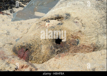 Guarnizione morto, Northumberland Foto Stock