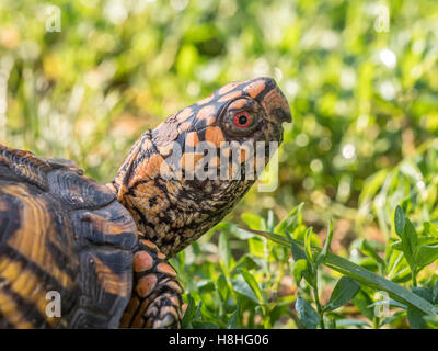 Scatola orientale Turtle Terrapene carolina carolina in erba di un prato di Central Park di New York Foto Stock