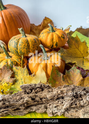 La zucca è una cultivar di squash impianto, più comunemente di cucurbita pepo Foto Stock