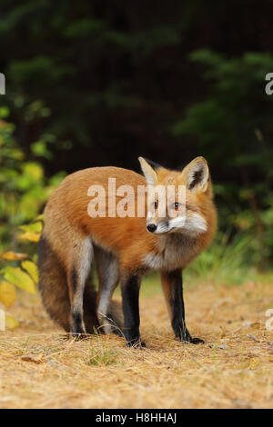 Red Fox (Vulpes vulpes vulpes) in autunno in Algonquin Park in Canada Foto Stock