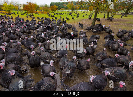 La Turchia in un campo recintato in Oxfordshire. I tacchini sarà venduto per Natale i pasti. Foto Stock