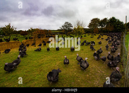 La Turchia in un campo recintato in Oxfordshire. I tacchini sarà venduto per Natale i pasti. Foto Stock