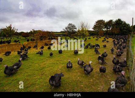 La Turchia in un campo recintato in Oxfordshire. I tacchini sarà venduto per Natale i pasti. Foto Stock