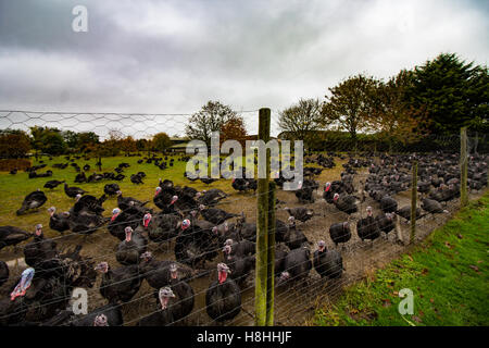 La Turchia in un campo recintato in Oxfordshire. I tacchini sarà venduto per Natale i pasti. Foto Stock