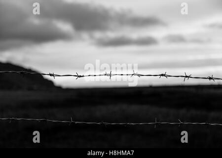 Filo spinato in Islanda Foto Stock