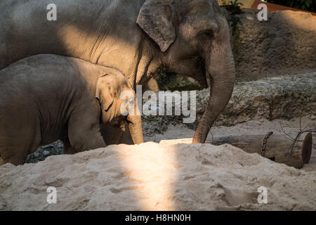 Una madre elefante a camminare con il suo bambino elefante. Foto Stock