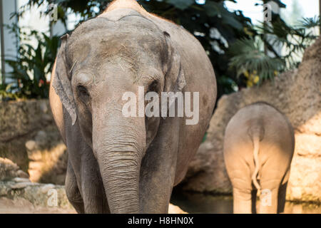 Una madre elefante a camminare con il suo bambino elefante. Foto Stock