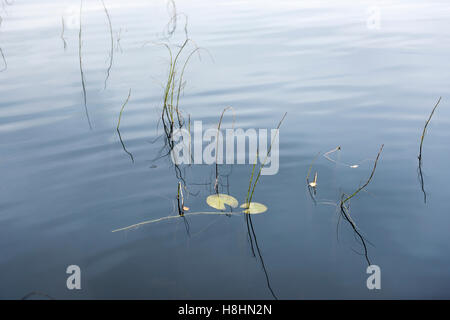 Vista sul lago Hennan in Svezia, acque calme con delicate canne e ninfee galleggianti, creando una tranquilla e minimalista scena naturale sul lago Foto Stock