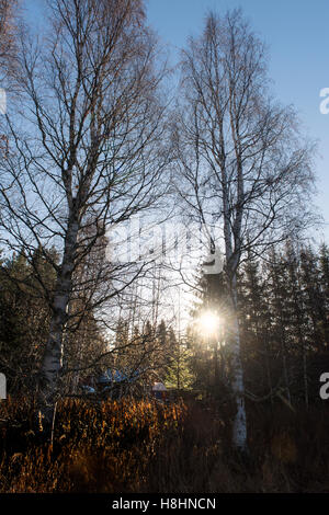 La luce del sole splende attraverso alti pini in una foresta tranquilla, creando una tranquilla e suggestiva scena boschiva con luce naturale e consistenza Foto Stock