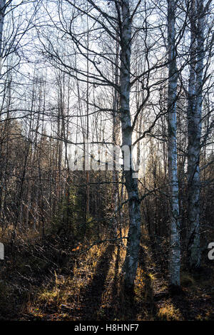 La luce del sole splende attraverso alti pini in una foresta tranquilla, creando una tranquilla e suggestiva scena boschiva con luce naturale e consistenza Foto Stock