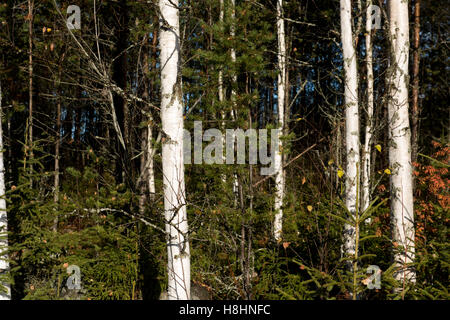 Betulla mista e la foresta di pini nel nord della Svezia che mostra l'argento di betulle in primo piano e fitte pinete in background Foto Stock