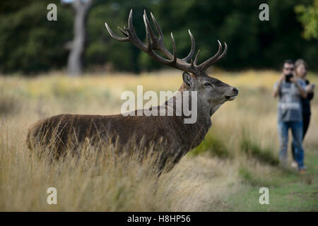 Red Deer cervo a Richmond Park, con turisti prendendo fotografie con un telefono cellulare Foto Stock