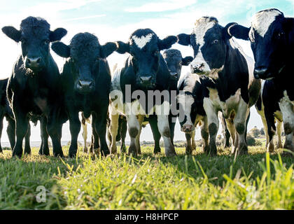 Gruppo di untag agricoltura vacche organico, in bianco e nero in un verde campo di erba, girato a livello del suolo Foto Stock