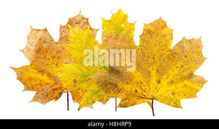 Gruppo di tre foglie di acero in diversi stades di appassimento overlay Foto Stock