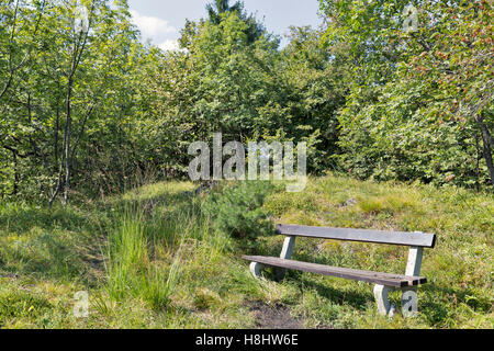 La foresta e il vecchio banco nelle montagne Slovene Foto Stock