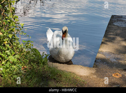 Il White Swan sul lago di Bled in Slovenia Foto Stock