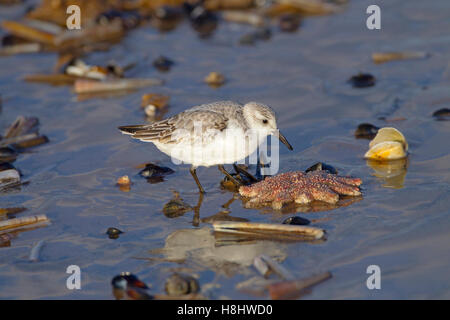 Sanderling Calidris alba alimentazione su North Norfolk Beach in inverno Foto Stock