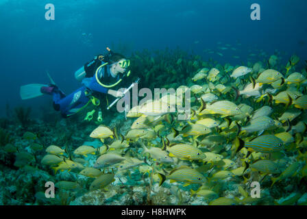 Ragazzo adolescente scuba diving al melasso Reef off Key Largo Florida attraverso una scuola di blue-striped grugniti. Foto Stock