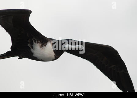 Femmina fregata magnifico uccello in volo. Foto Stock