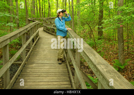 Il Boardwalk trail, grande palude National Wildlife Refuge, New Jersey Foto Stock