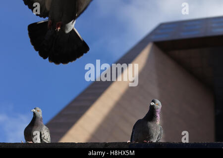 Piccioni su London Bridge, Regno Unito Foto Stock