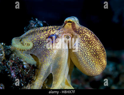 Close-up di immagine Ocellate velenosi octopus che mostra la sua bioluminescente anello blu Foto Stock