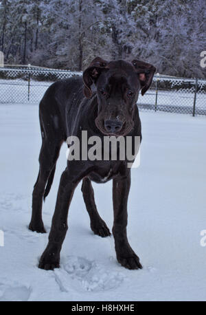 Nero alano che non felici nella neve Foto Stock