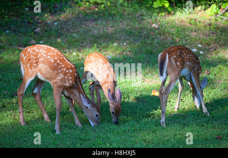 Tre macchiato il culbianco deer cerbiatti mangiare nei pressi di una foresta Foto Stock