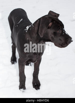 Nero alano nella neve guardando qualcosa Foto Stock